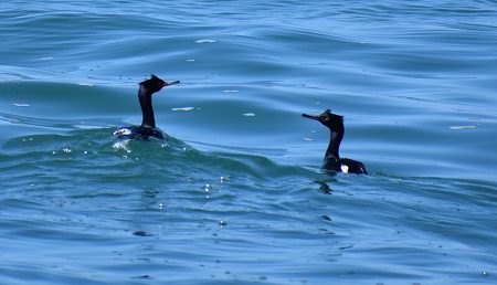 The Pelagic Cormorant swimming in the water with their heads out.